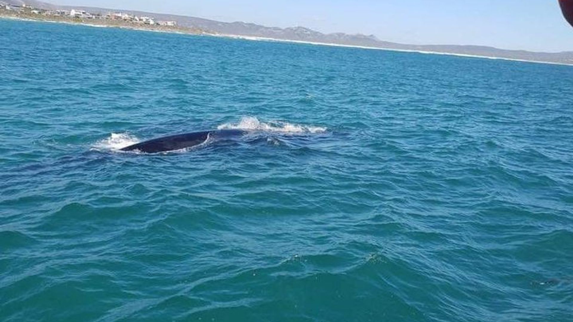 Whale Watching in Hermanus