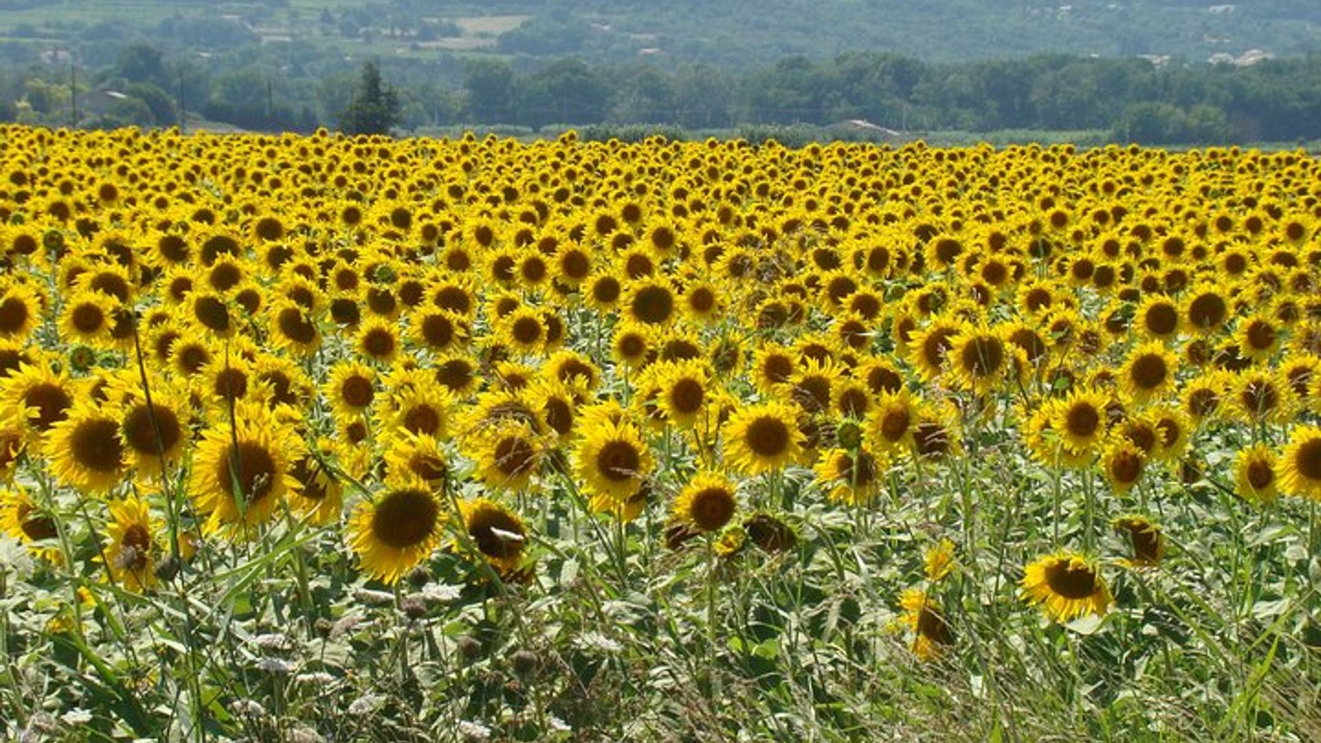 Privater Tagesausflug zur Dordogne und zum Périgord von Bordeaux