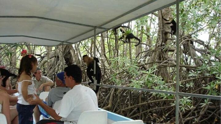 Mangrove Cruise and Wildlife Safari, Isla Damas