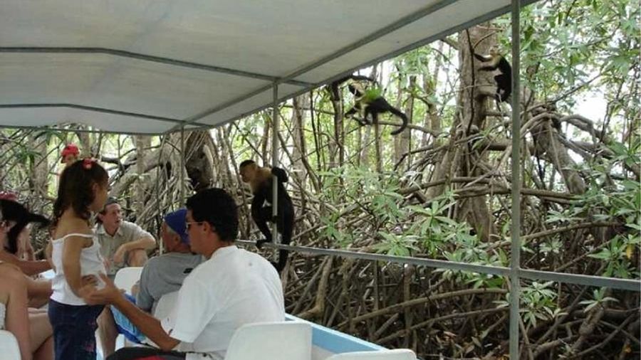 Mangrove Cruise and Wildlife Safari, Isla Damas
