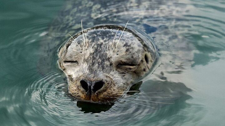 Vancouver Small-Group City and Wildlife Tour