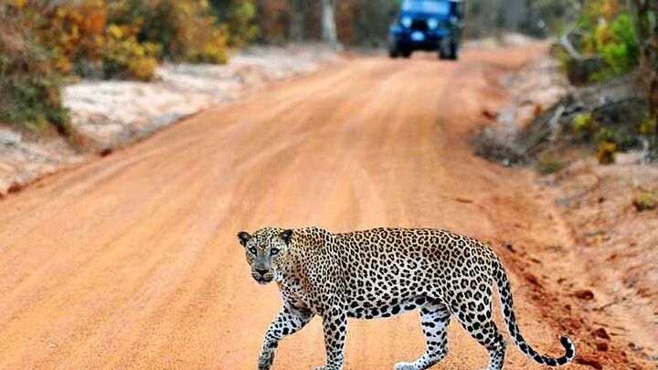 Wilpattu National Park Private Jeep Safari Tour With Transit