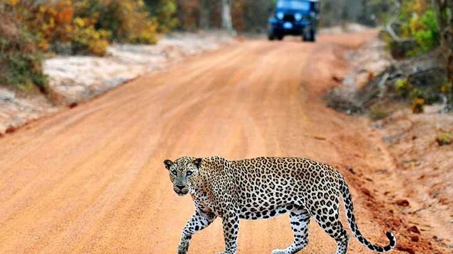 Wilpattu National Park Private Jeep Safari Tour With Transit