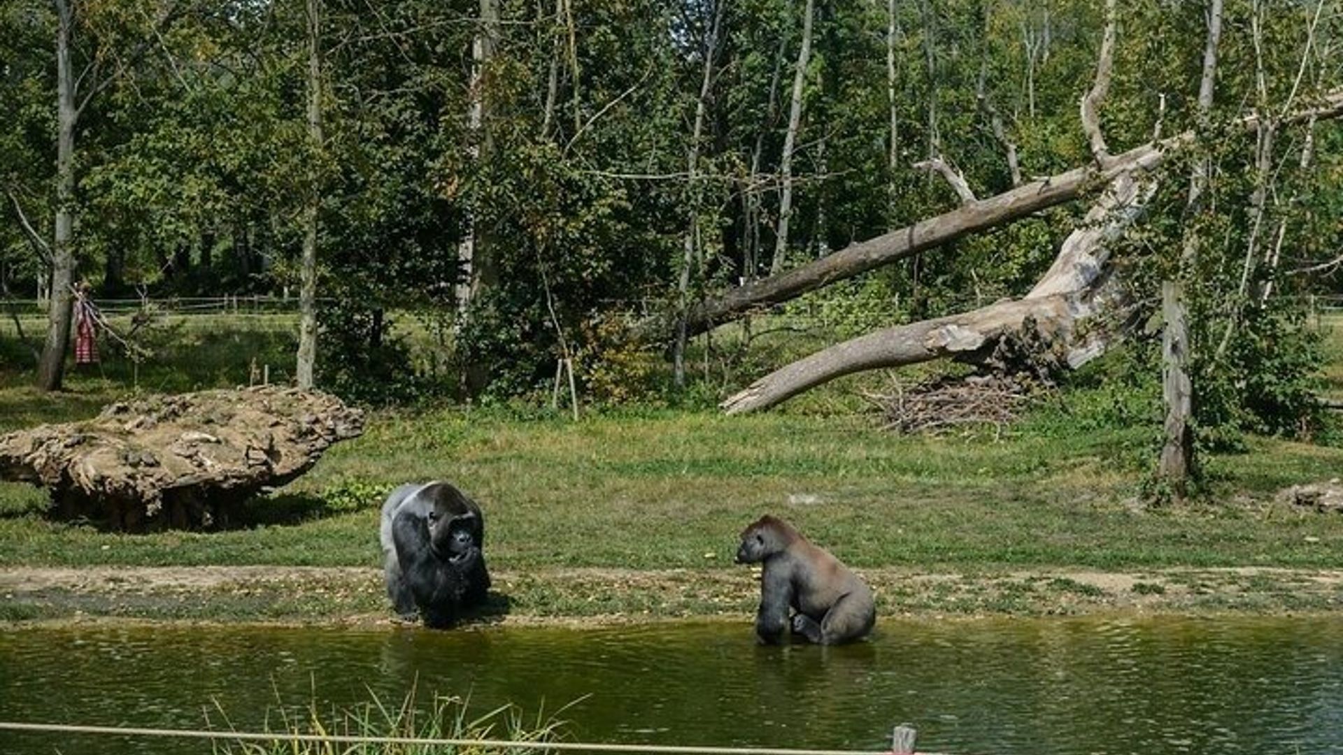 De Safari a Vikingos Una excursión de un día en familia