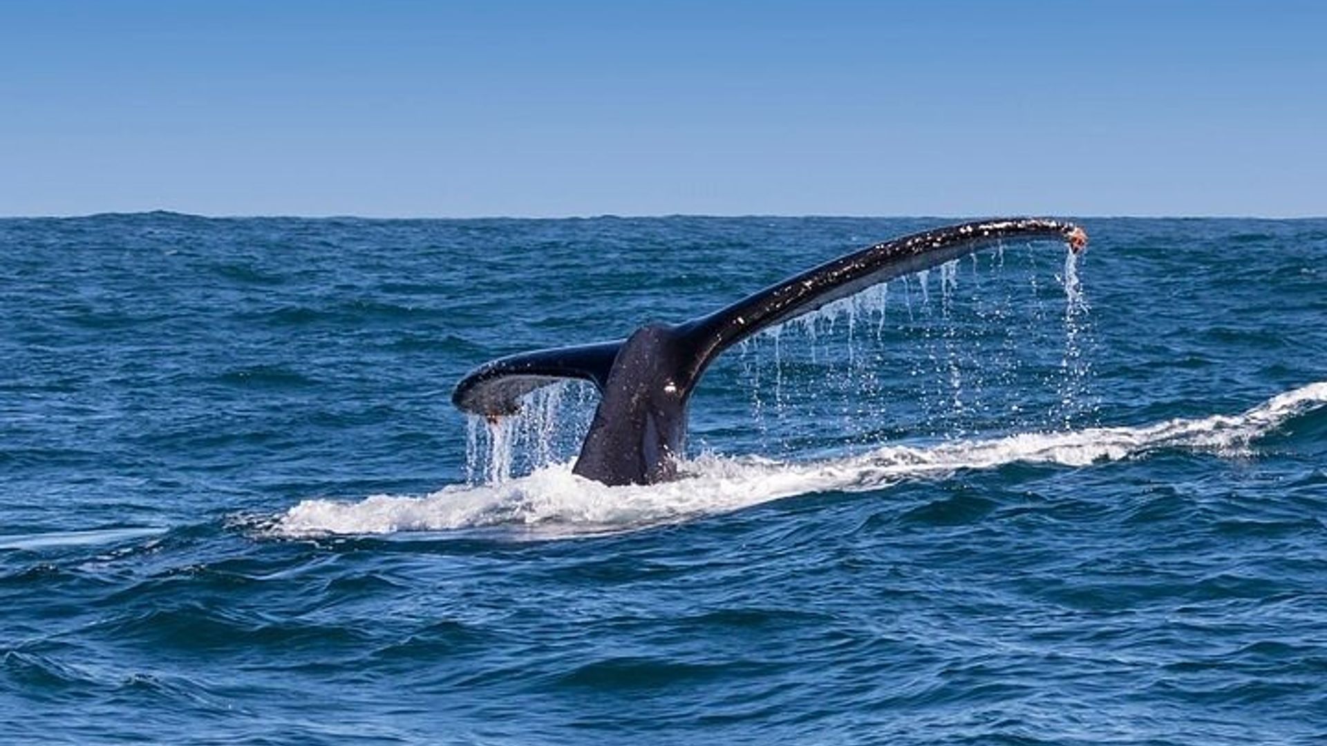 Le Cap : observation privée des baleines et visite des vignobles