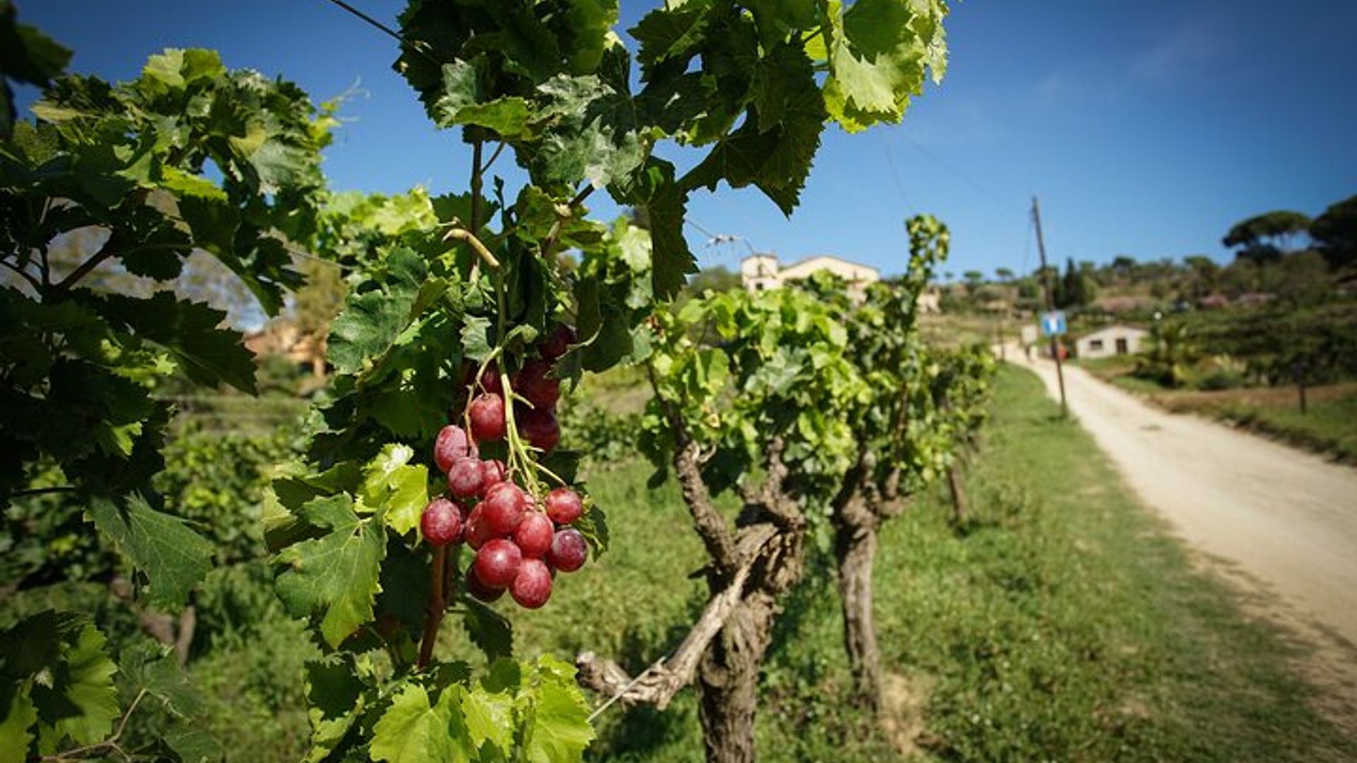 Barcelona: Small Group Sailing and Wine Tasting