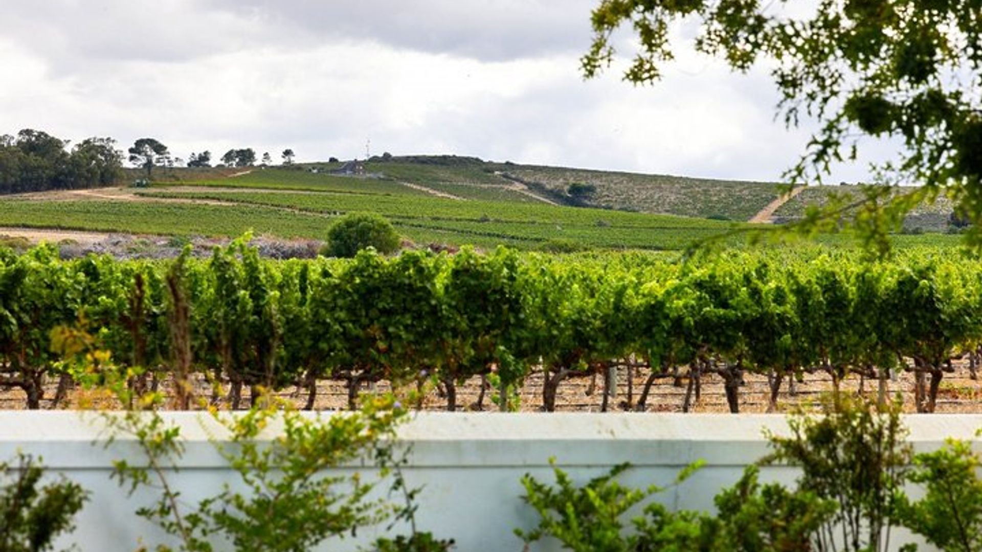 Half-Day Stellenbosch Winelands Tour from Cape Town