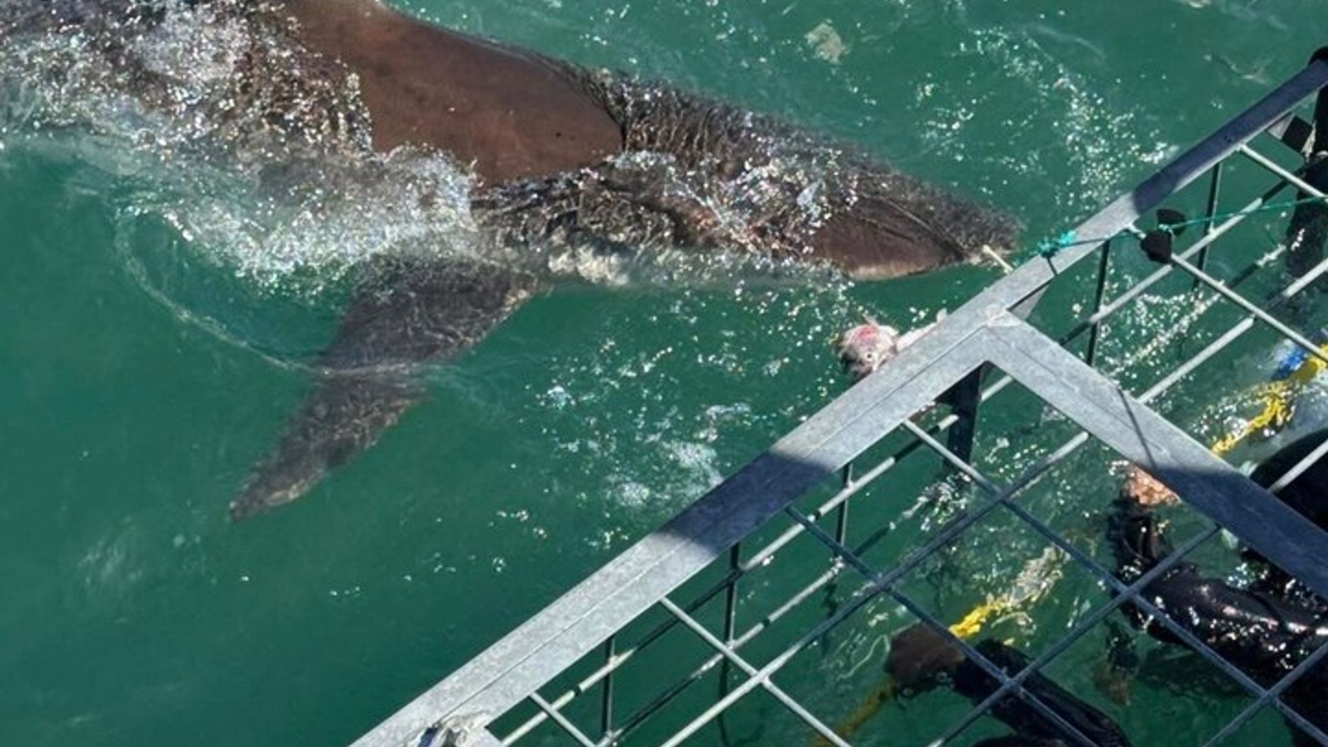 South Africa Shark Cage Diving