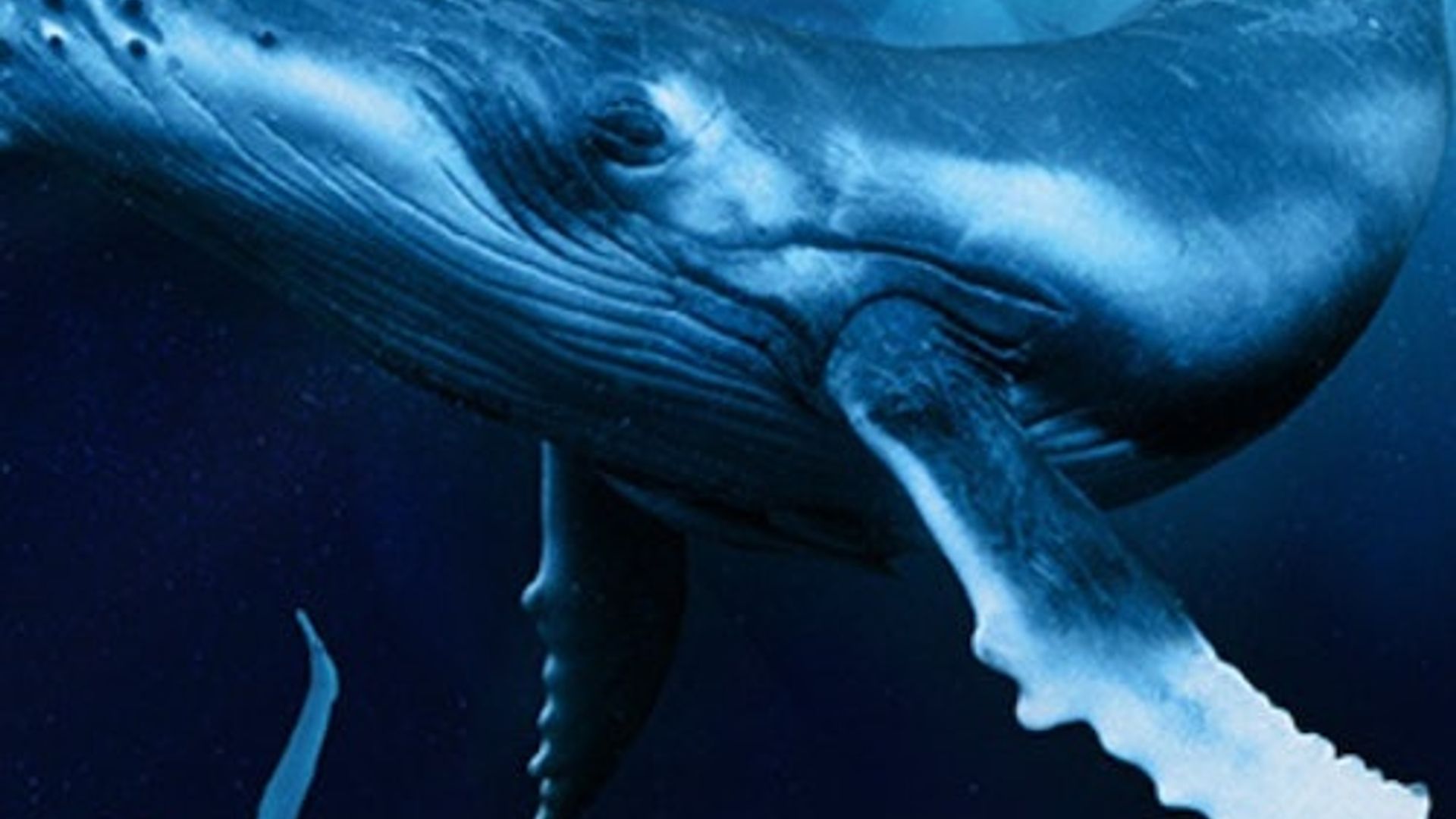 Palma Aquarium : Billet coupe-file + Cinéma 3D Aquadome en option
