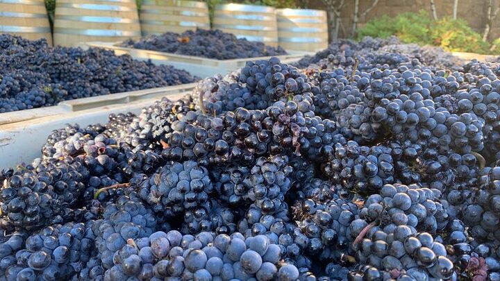 Willamette Wine Tour from McMinnville (Tasting Fees Included)