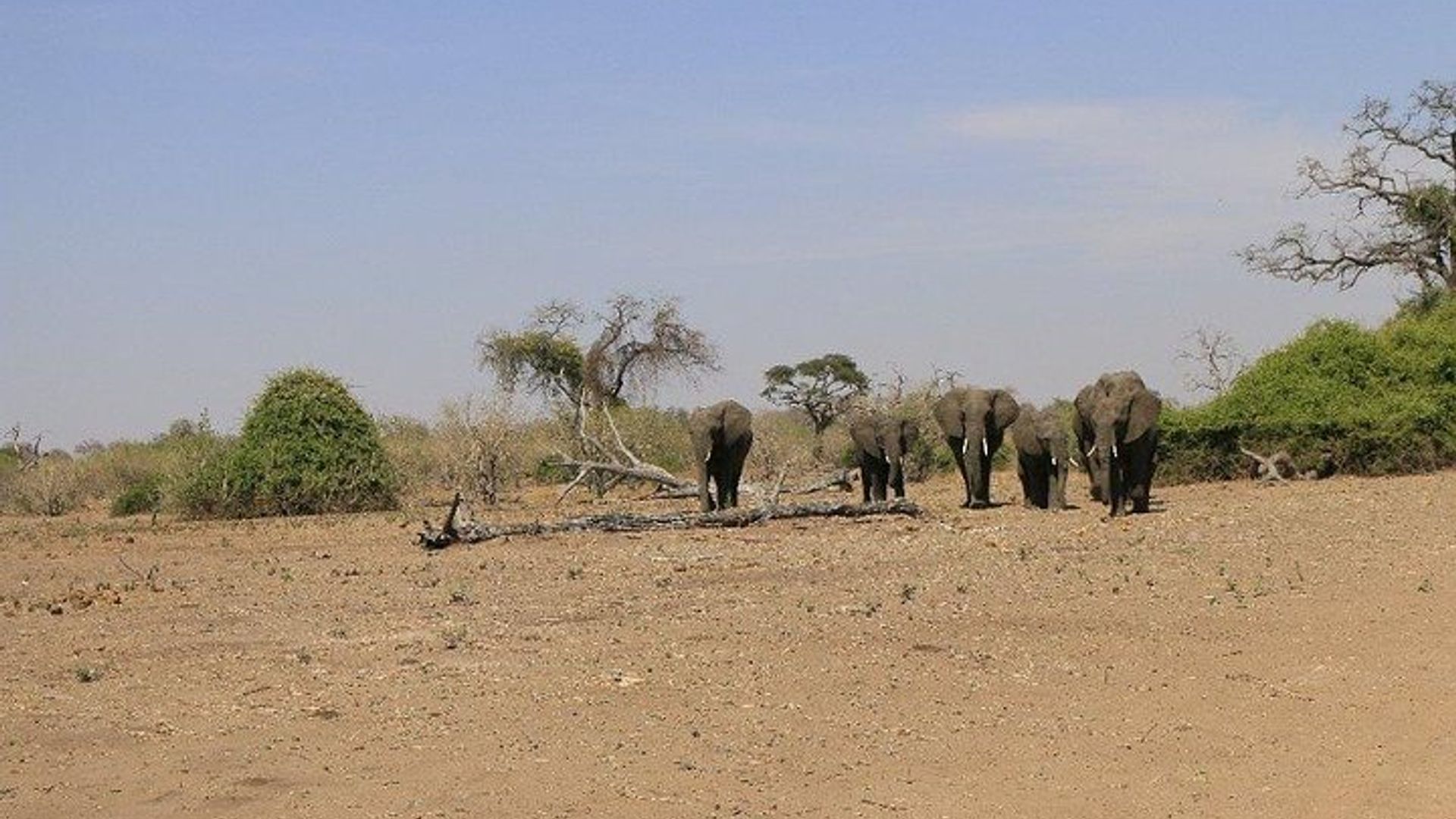 5 Day Chobe National Park Accommodated Tour Safari