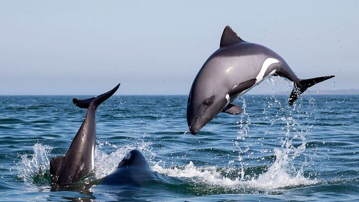 Cape Town Small-Group Kayaking Tour