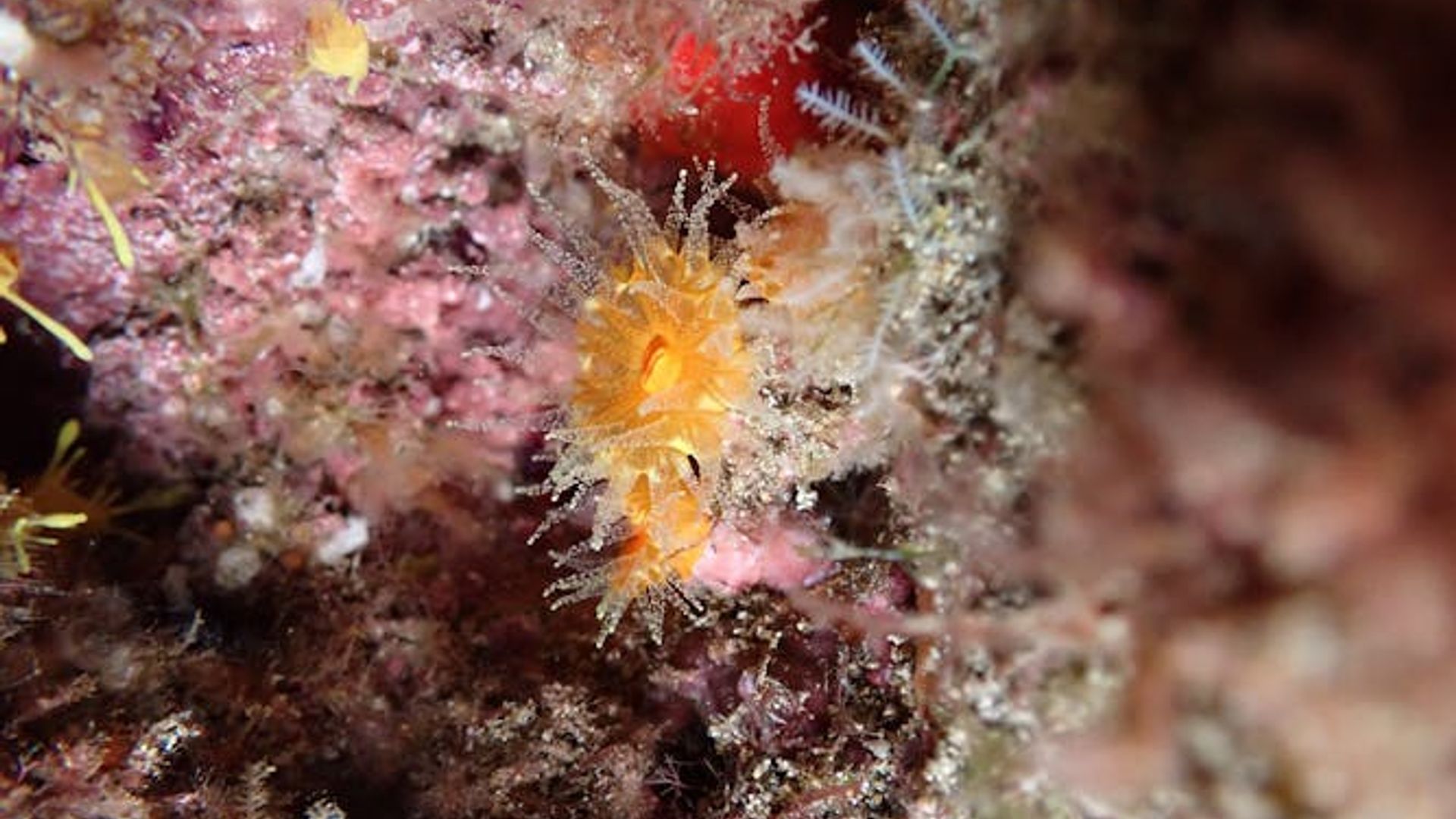 Night snorkelling tour