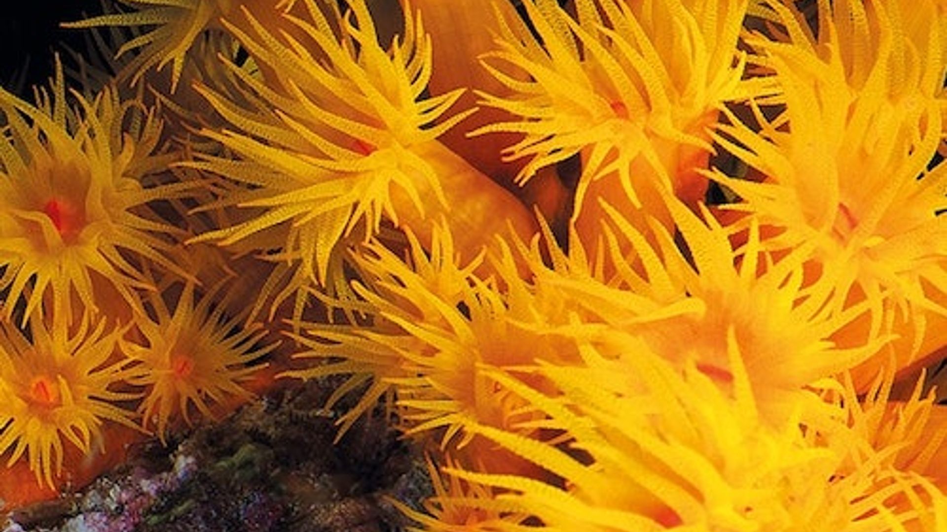 Aquarium in Palma: Eintritt ohne Anstehen + Optionales 3D-Kino Aquadome