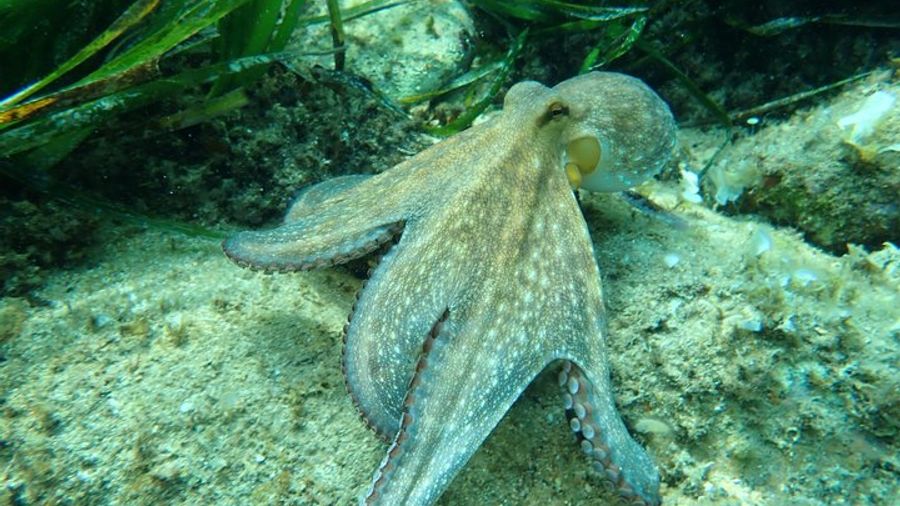 Costa Brava Adventure: Kayak, Snorkel & Cliff Jump With Lunch