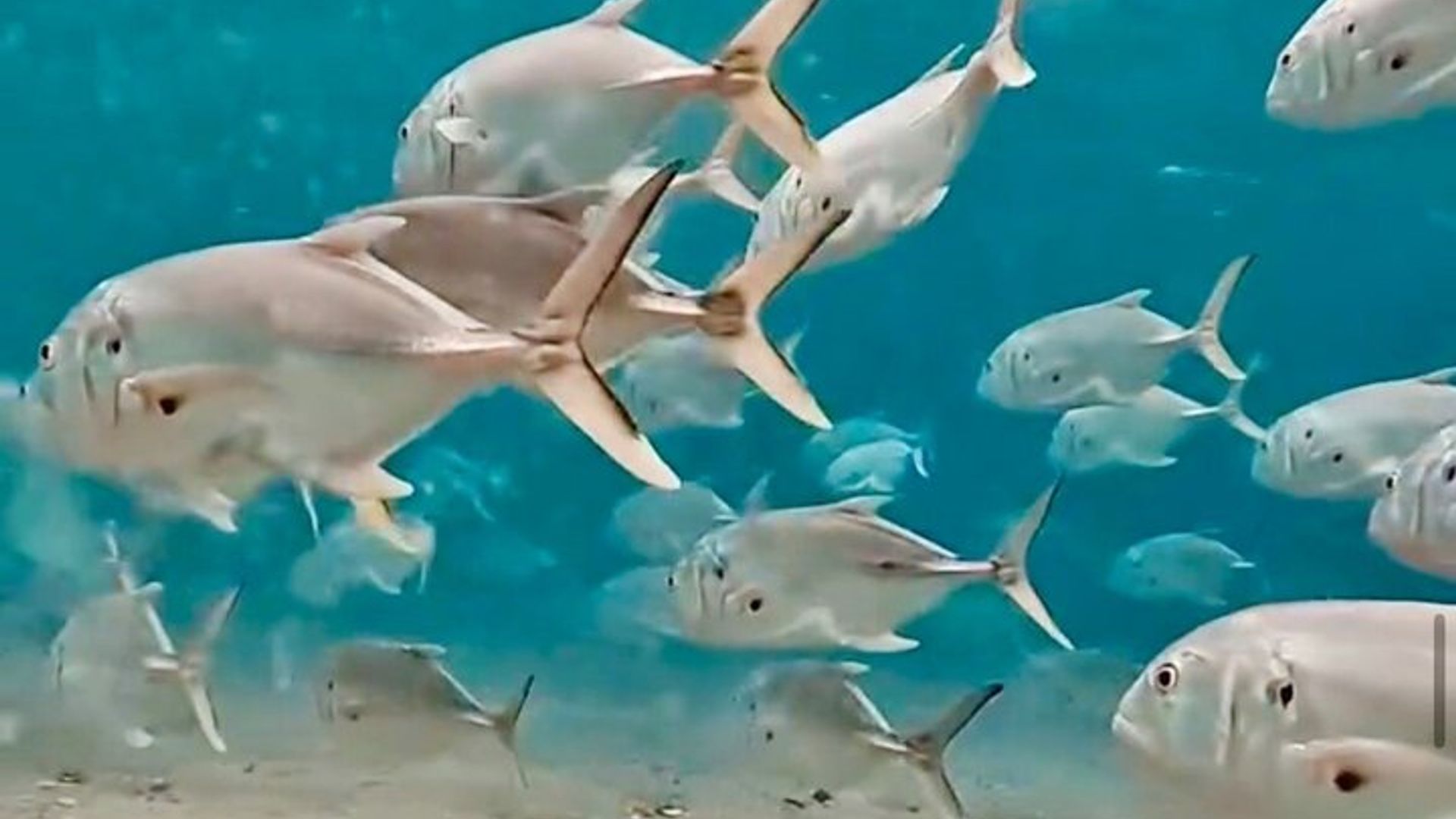 Geführtes Schnorchelerlebnis in West Palm Beach mit kostenlosen Videos