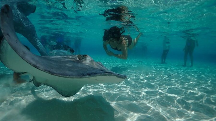 Stingray City Sandbar, Snorkel, Star fish Beach (Family operated)