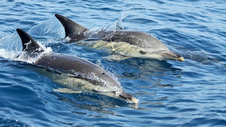 Lisbon Small-Group Dolphin Watching Cruise
