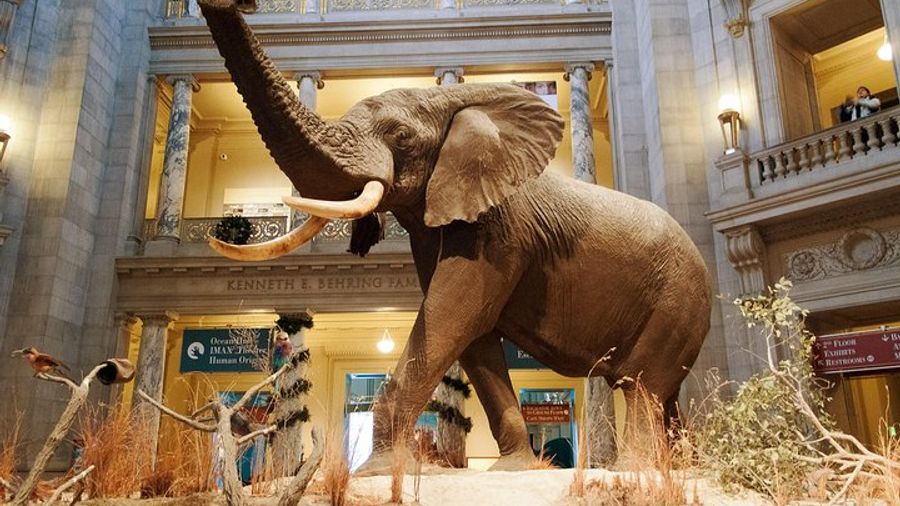 Washington DC Natural History Museum Small-Group, Private Tour