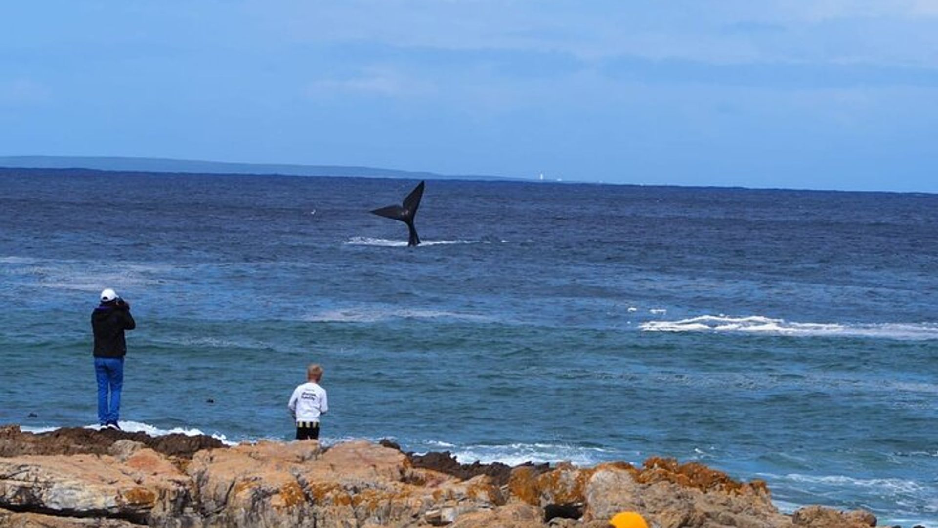 Hermanus Whale Watching Shared Boat Trip & Pinguine Private Tour