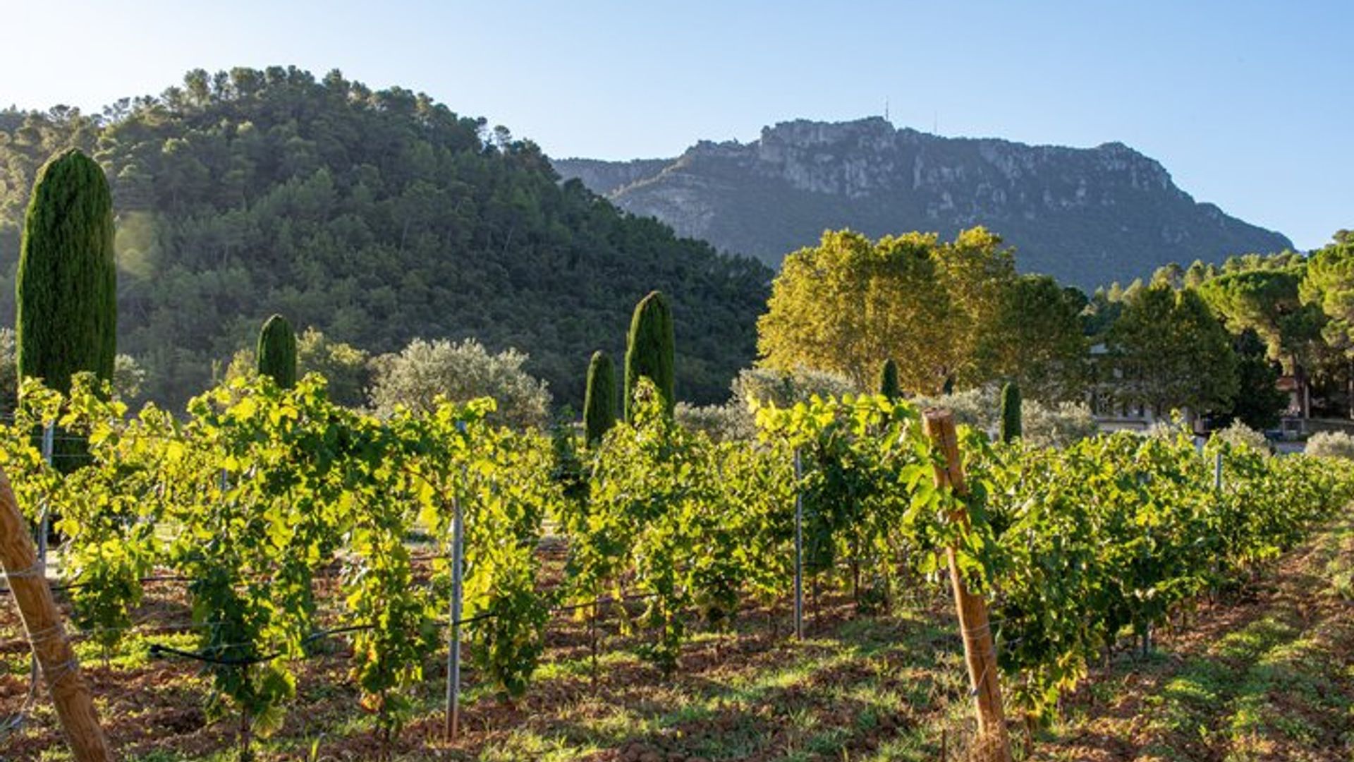 Visit of one of the most modern cellars in Provence