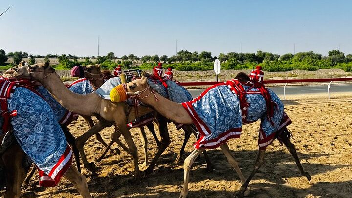 Al Wathba Salt Lake & Camel Race Track Tour from Abu Dhabi