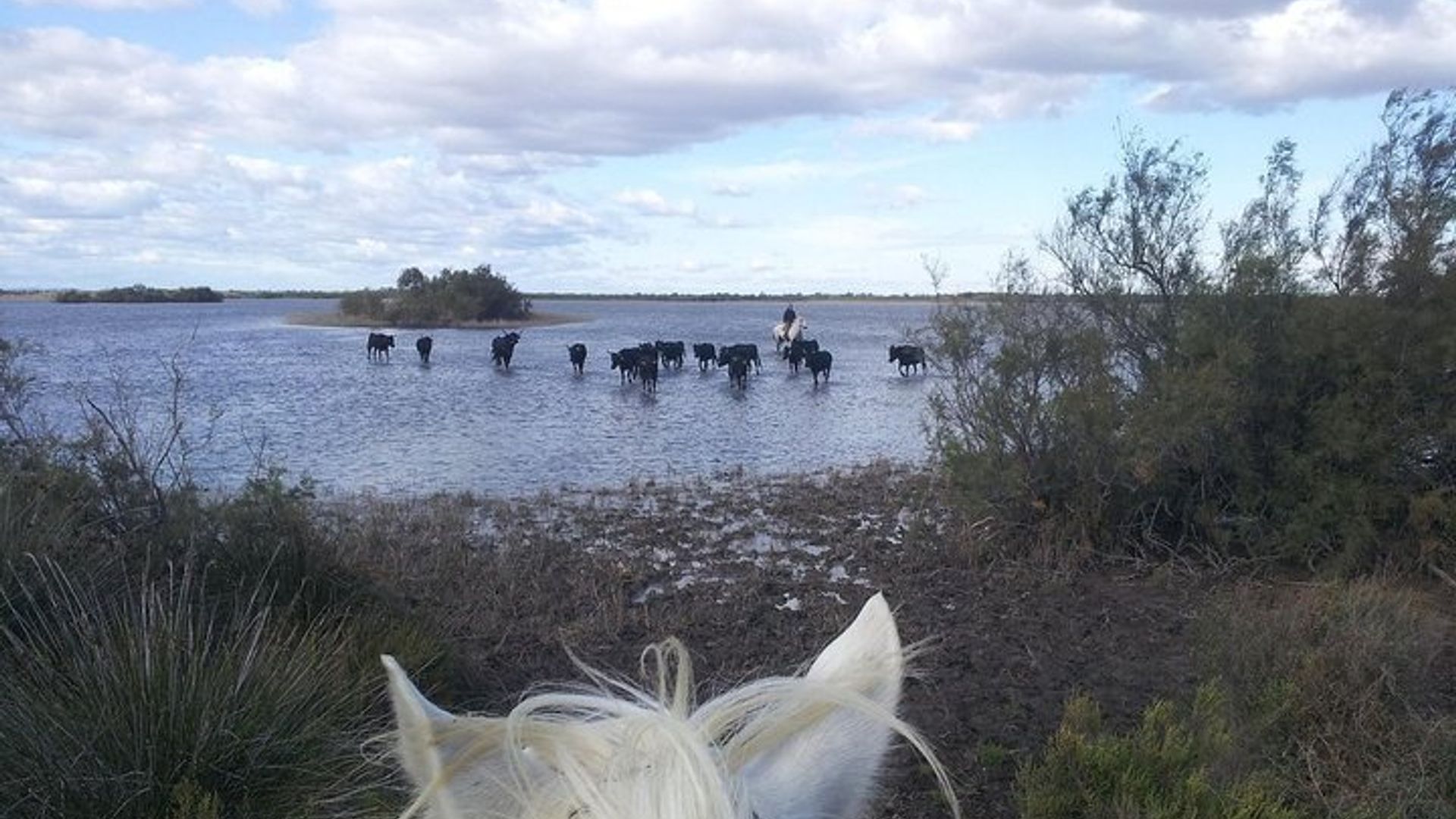 Camargue Regional Park: nature and wildlife, private day