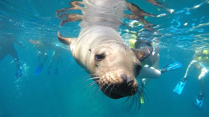 La Paz Swim & Snorkel Tour: Wild Whale Sharks & Sea Lions