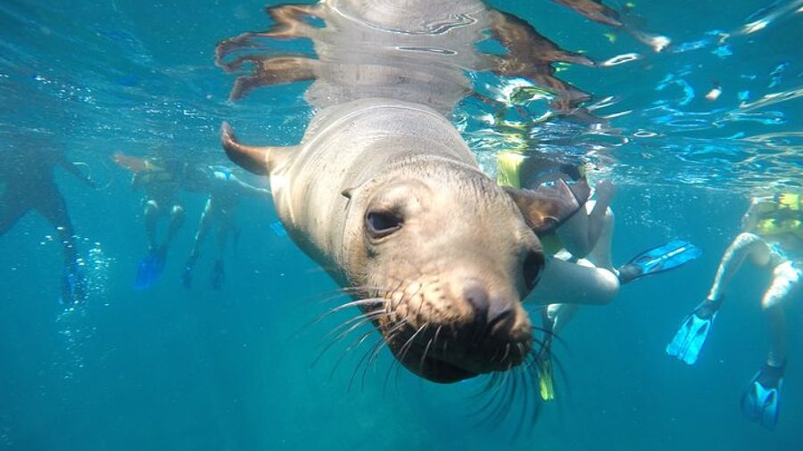 La Paz Swim & Snorkel Tour: Wild Whale Sharks & Sea Lions