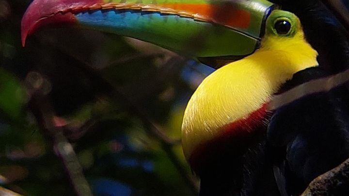 Curi-Cancha Reserve Monteverde Half-Day Bird-Watching Tour