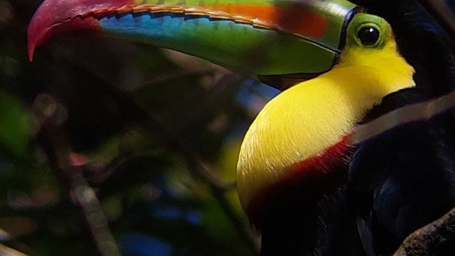 Curi-Cancha Reserve Monteverde Half-Day Bird-Watching Tour