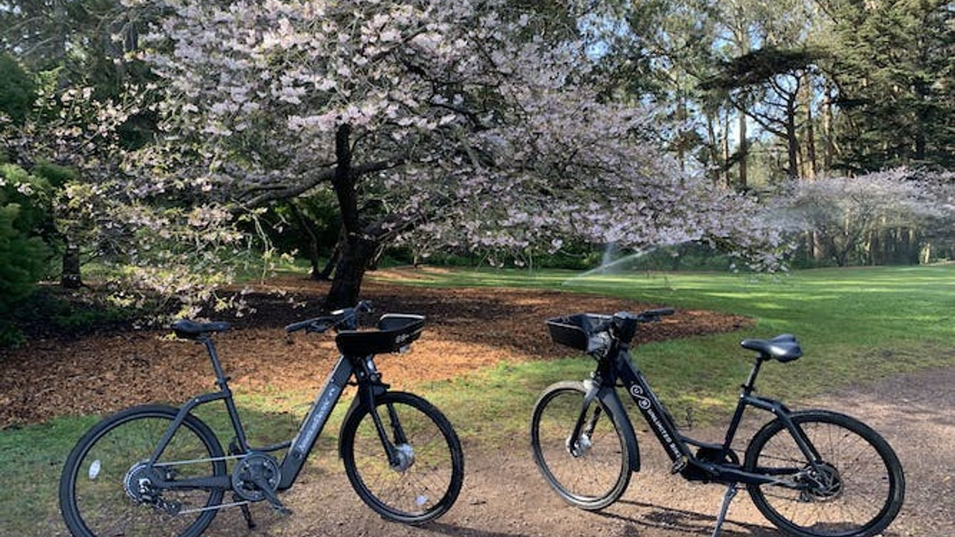 Highlights of Golden Gate Park guided bike tour image 2