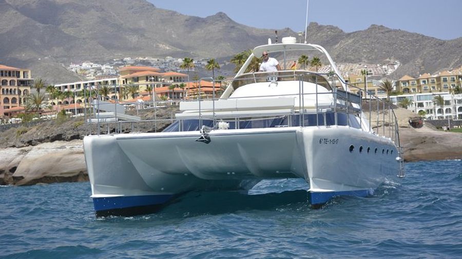 Small-Group Whale and Dolphin-Watching Tour by Catamaran