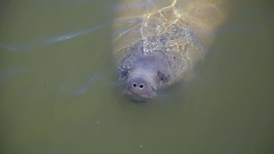 Everglades Nature Tour by Cruise, Hike, and Airboat with Lunch