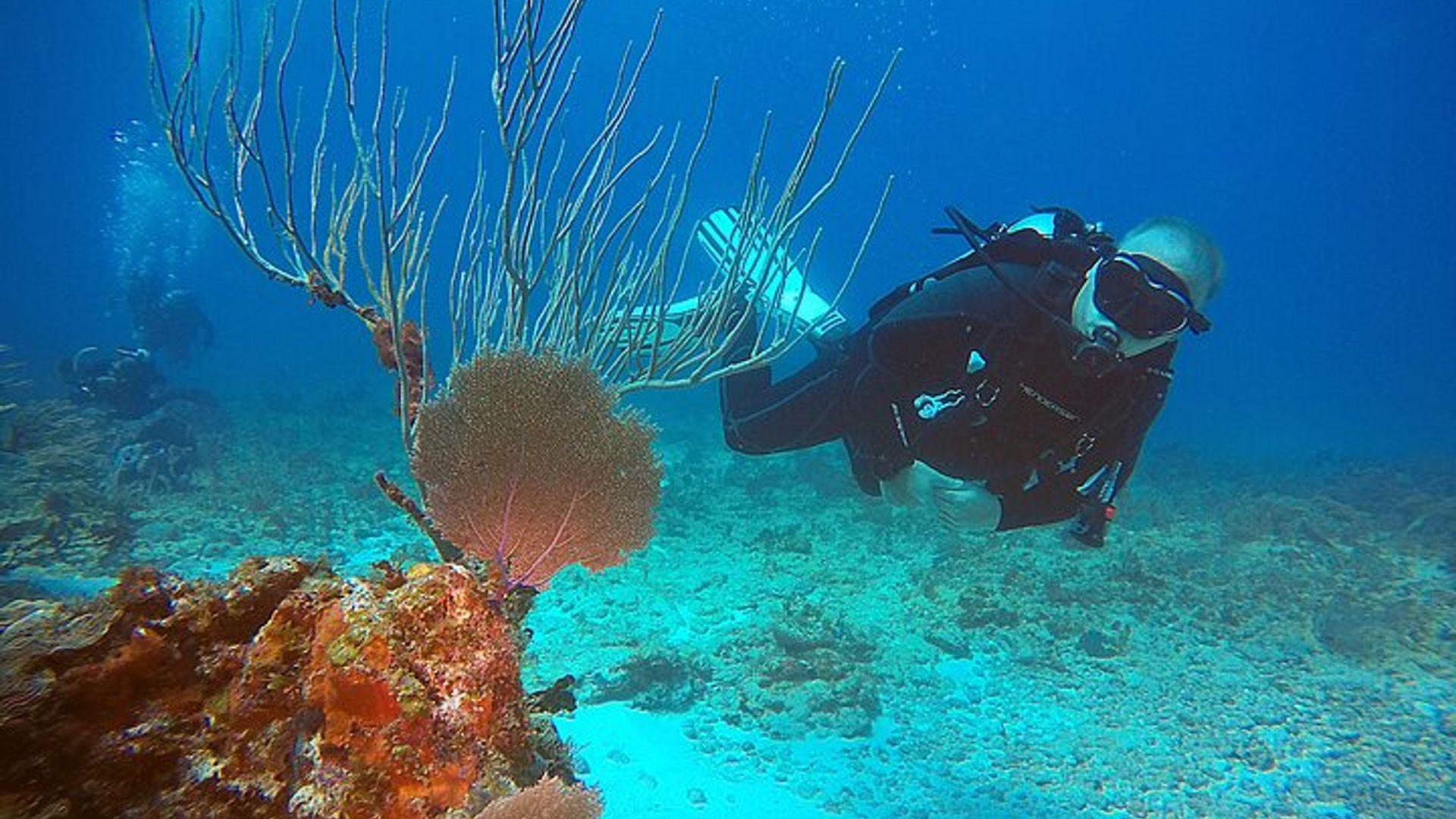 Shipwreck and Reef Dive Experience for Certified Divers image 1