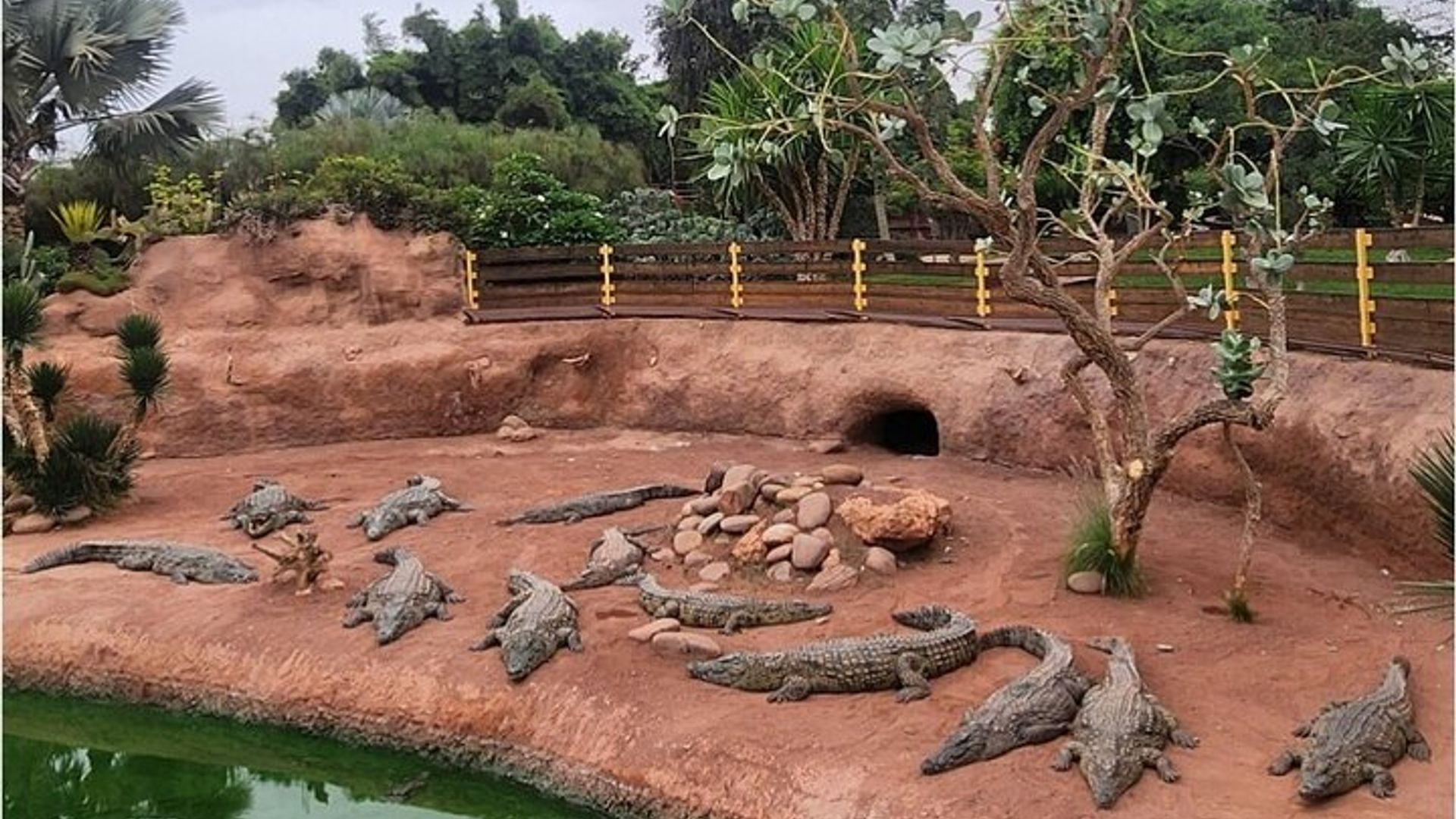 Krokoparz und Ziege klettern auf den Baum Agadir
