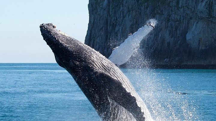 Kenai Fjords Glacier and Wildlife Cruise on Aialik Bay