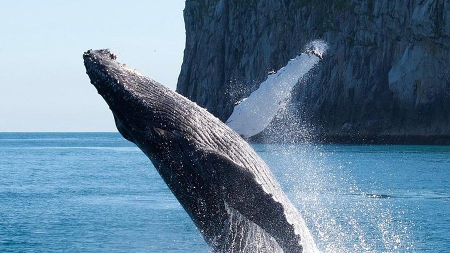 Kenai Fjords Glacier and Wildlife Cruise on Aialik Bay