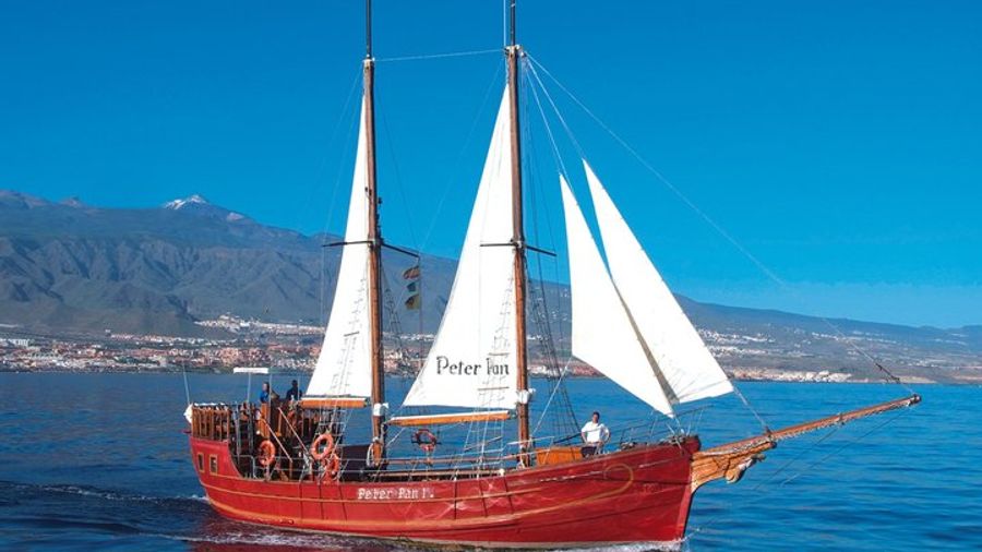 Tenerife: Whale and Dolphin Watching Boat Trip