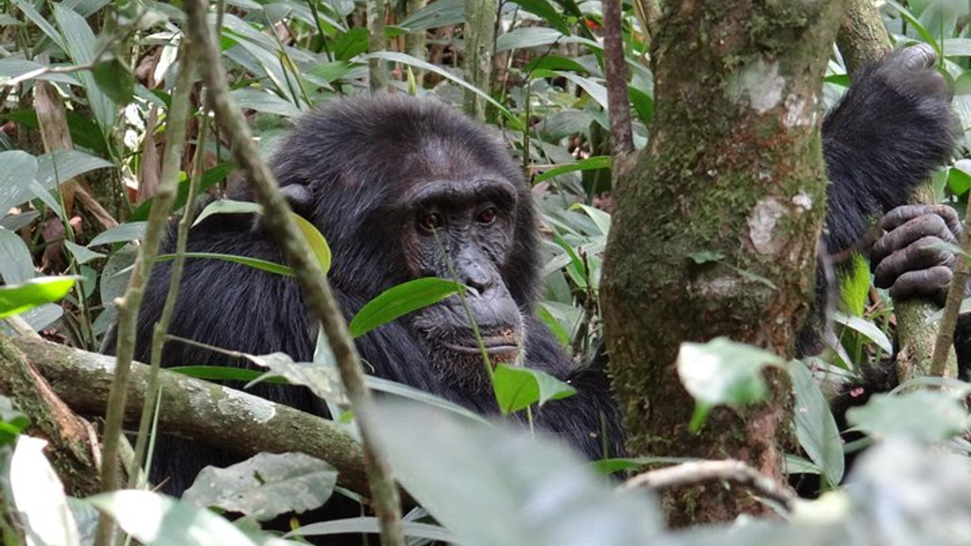 1 day chimpanzee tracking in budongo forest and kaniyo pabidi
