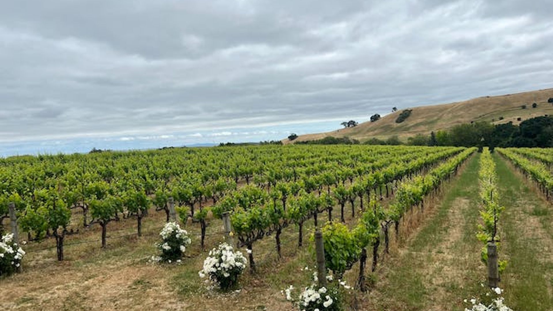 Redwoods and Wine Country combo tour with wine tasting image 2