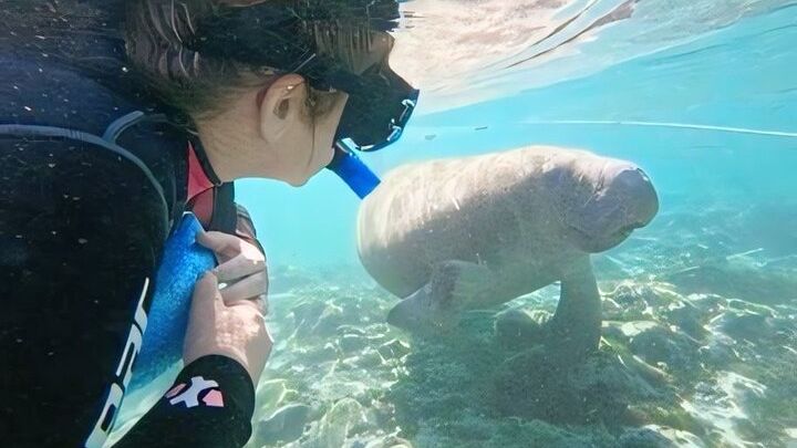 Crystal River Small-Group Manatee Swim Adventure with Photos