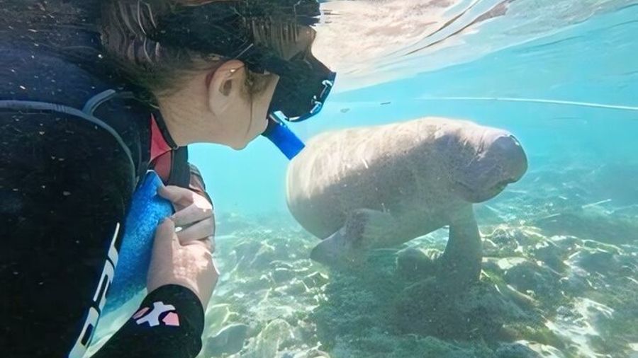 Crystal River Small-Group Manatee Swim Adventure with Photos