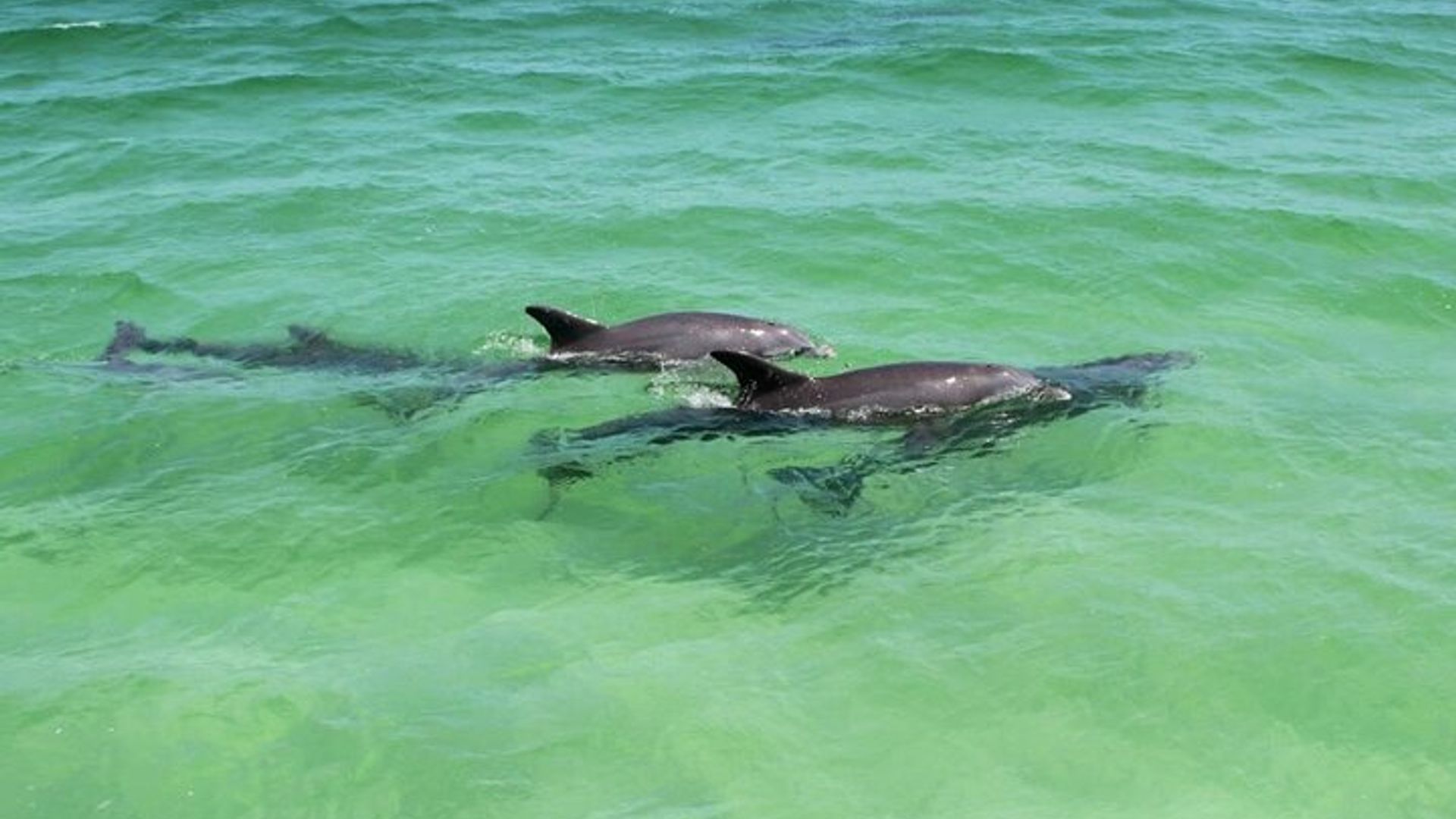 Destin : Delfinbeobachtung und Sonnenuntergangsfahrt