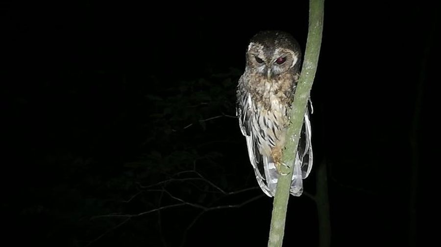 Monteverde Rain Forest Night Walk