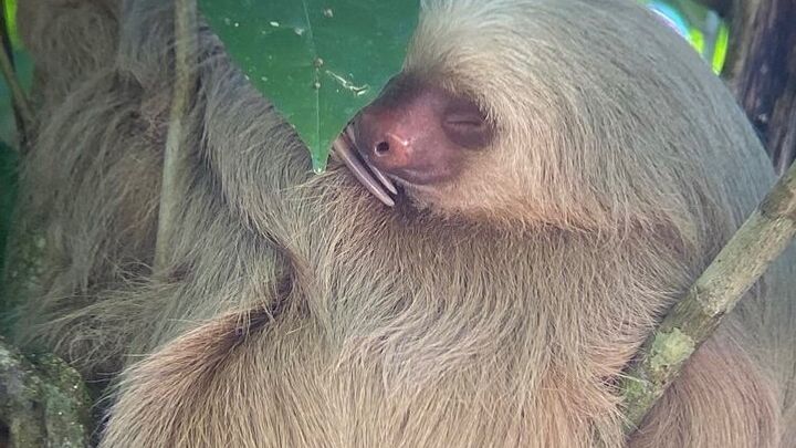 Guided Tour in Manuel Antonio National Park!