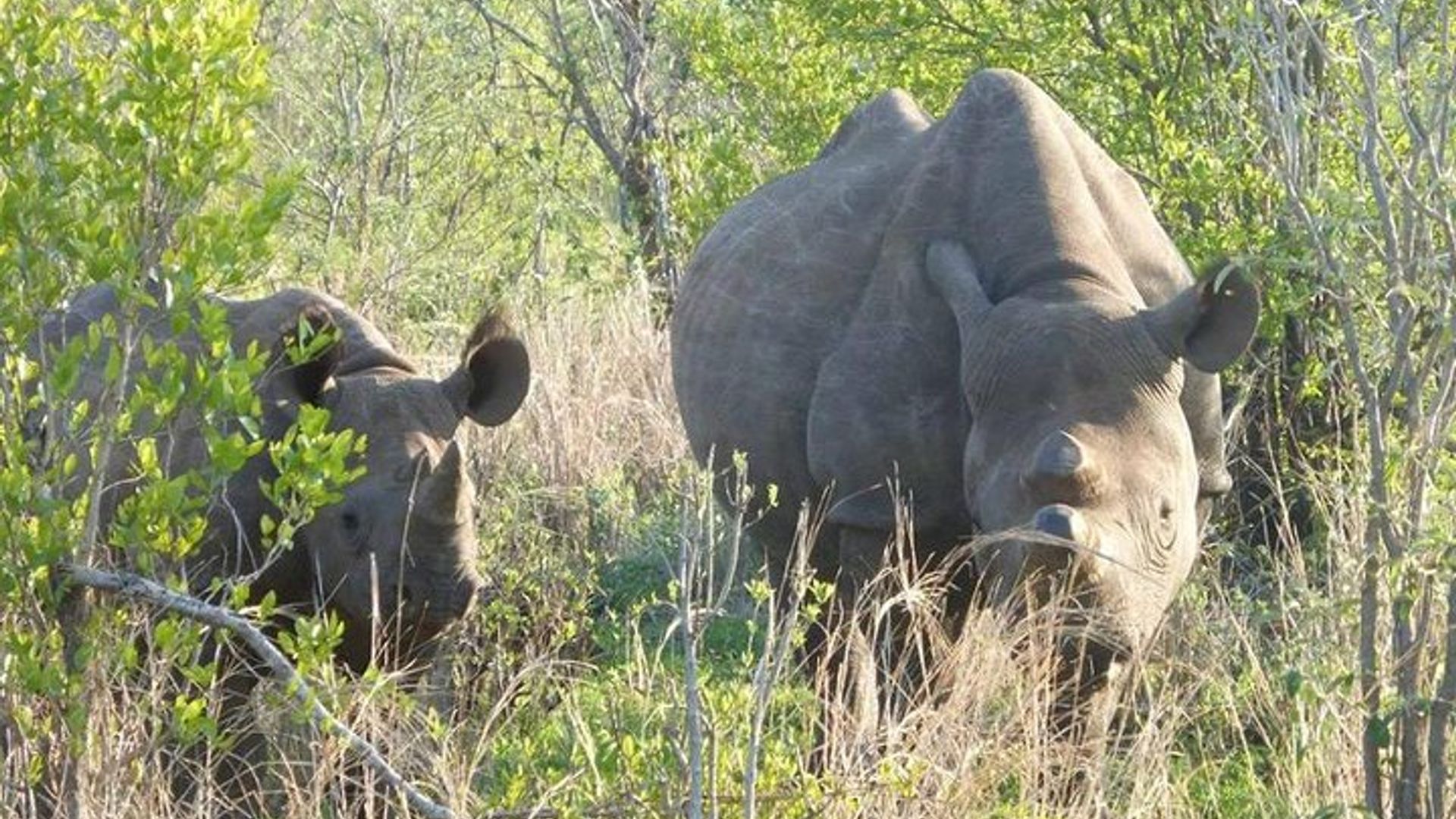 Pariki ya Hwange Umunsi wose Safari kuva Isumo rya Victoria