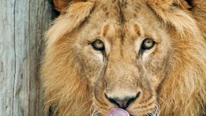 Schönbrunn Zoo: Skip The Line Admission Ticket