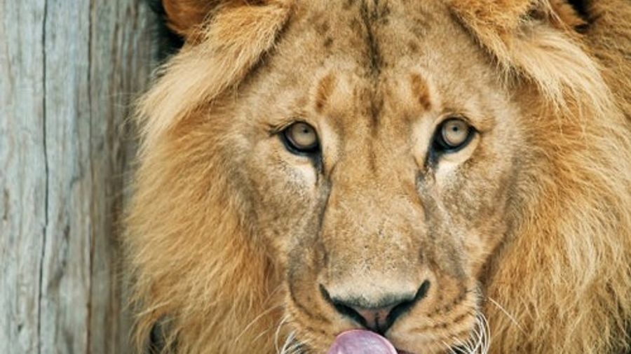 Schönbrunn Zoo: Skip The Line Admission Ticket