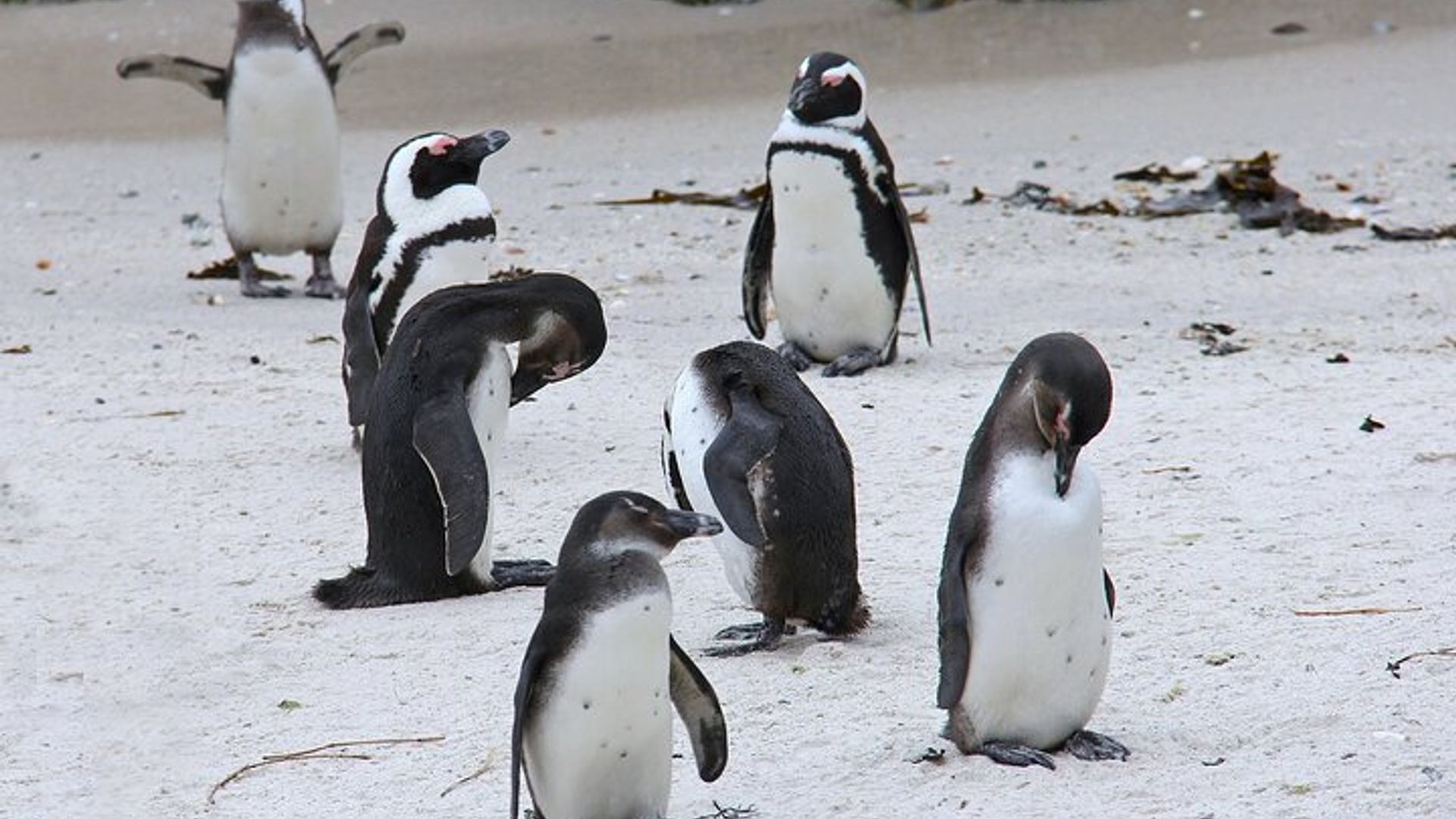 5 - DíasTour de Ciudad del Cabo-Mesa Montaña-RobbenIsla-Safari-Península